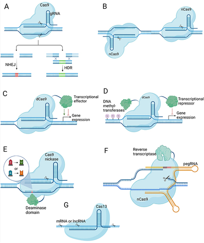 Figure 1 Overview of CRISPR-based gene editing technologies. Created with BioRender.com. (A) CRISPR-mediated approaches for gene disruption (NHEJ) and precise editing (HDR). (B) Double nickase strategy employing two Cas9 nickases for controlled and precise DSBs, minimizing off-target effects. (C) CRISPRa and CRISPRi systems for transient regulation of gene expression using deactivated Cas9 and transcription activator/inhibitor domains. (D) CRISPRoff system for durable gene repression by combining deactivated Cas9 with DNA methyltransferase domains and a transcriptional repressor domain. (E) Cytosine and adenine base editing systems that alter DNA bases without inducing double-strand breaks. (F) Prime editing method enabling precise installation of single base mutations and small indels using a Cas9 nickase and reverse transcriptase. (G) RNA-targeting Cas13 system for the manipulation of RNA molecules in cells.