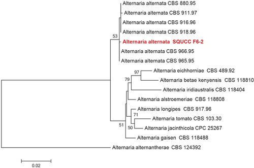 Figure 3. Phylogenetic tree obtained from the combined ITS and Alt a 1 sequence alignment of the species of Alternaria. The tree was rooted using Alternaria alternantherae (CBS 124392). The phylogenetic tree was constructed by Maximum likelihood methods and GTRGAMMA model. The bootstrap values are expressed as percentage of 1000 replications.
