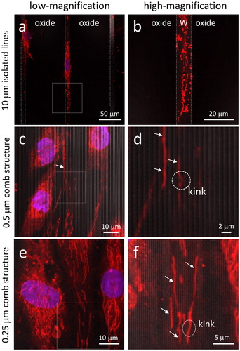 Figure 5. Typical fluorescence confocal micrographs of cells adhered to 10 μm wide isolated lines recorded at (a) low-magnification and (b) high-magnification using cells cultured for 72 hours. The boundary between the tungsten and field oxide is labeled with dashed lines. Adherent cells on the 0.5 μm comb structures are shown in (c) and (d). (e) and (f) show cells on 0.25 μm comb structures. White arrows indicate tubular mitochondrial structures positioned directly on top of tungsten lines. DNA is in blue and mitochondria are in red. Cell concentration is 1 x 105 cells/mL.