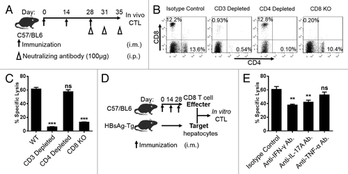 Figure 5. CD8+ T cells are critical for the elevated antigen specific cytotoxic response. As shown in (A), naïve mice were immunized 3 times the same as previously described and 100 μg specific neutralizing antibodies against CD3, CD4, or CD8 were injected intraperitoneally on day 28, 31, and 35. (B) The depletion efficacy was detected by cell surface staining and analyzed on flow cytometer. (C) The ability of antigen specific in vivo cytotoxic lysis was analyzed on day 35 after immunization using the same protocol as before. (D) CD8+ T cells were purified from mice immunized 3 times with pCD-S2 in the presence of 0.5% CIM plus 0.25% PZQ and used as effector T cells. Hepatocytes from HBsAg-Tg mice were isolated and labeled with 20 μM CFSE as target cells. The effector cells were mixed with target cells at a 10:1 ratio and co-cultured for 3 d. (E) The specific lysis was analyzed by flow cytometer. Data are representative of 3 independent experiments (mean ± SEM), *P < 0.05 and **P < 0.01 (unpaired Student’s t test).
