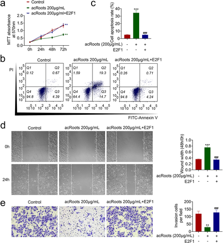 Figure 5. AcRoots suppressed cell proliferation and metastasis of hypopharyngeal carcinoma through regulation of E2F1.