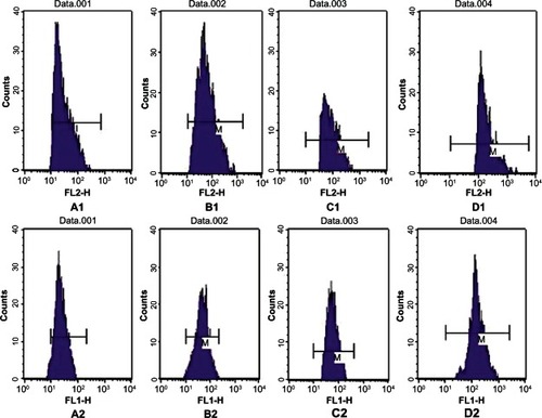 Figure 3 Expression of cluster of differentiation (CD) 80 and CD86 on dendritic cells cultured with different cytokines as determined by flow cytometry. (A1) GM-CSF+IL-4 cultured with CD86; (A2) GM-CSF+IL-4 cultured with CD80; (B1) GM-CSF+IL-4+TNF-α cultured with CD86; (B2) GM-CSF+IL-4+TNF-α cultured with CD80; (C1) GM-CSF+IL-4+SCF+Flt-3l+TNF-α cultured with CD86; (C2) GM-CSF+IL-4+SCF+Flt-3l+TNF-α cultured with CD80; (D1) GM-CSF+IL-4+SCF+Flt-3l+sCD40L cultured with CD86; (D2) GM-CSF+IL-4+SCF+Flt-3l+sCD40L cultured with CD80.