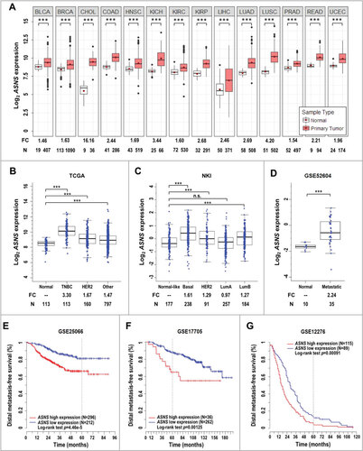 Figure 7. Association of ASNS expression with clinical prognosis. (A) ASNS is overexpressed in human cancers. Red dots in standard boxplots indicate the average expression values. Fold change (FC) of normalized expression values and the number (N) of samples are labeled at the bottom. P-values between groups were determined using Welch’s t test. ***: p < 0.001; BLCA, bladder urothelial carcinoma; BRCA, breast invasive carcinoma; CHOL, cholangiocarcinoma; COAD, colon adenocarcinoma; HNSC, head and neck squamous cell carcinoma; KICH, kidney chromophobe; KIRC, kidney renal clear cell carcinoma; KIRP, kidney renal papillary cell carcinoma; LIHC, liver hepatocellular carcinoma; LUAD, lung adenocarcinoma; LUSC, lung squamous cell carcinoma; PRAD, prostate adenocarcinoma; READ, rectal adenocarcinoma; UCEC, uterine corpus endometrial carcinoma. (B) ASNS is overexpressed in tumor samples of all breast cancer subtypes, compared to normal breast tissues, in the TCGA dataset. Triple-negative breast cancer (TNBC), HER2+ and other subtypes were determined by immunohistochemistry. (C) ASNS expression levels across Pam50 breast cancer subtypes (basal, HER2-like [HER2], luminal A [LumA], and luminal B [LumB]) compared with normal-like subtype using the Netherlands Cancer Institute (NKI) breast cancer dataset. n.s., not significant. (D) Elevated ASNS expression in breast-to-brain metastatic samples, compared with normal breast tissues, in an NCBI-GEO dataset (GSE52604). (E, F and G) Kaplan-Meier analyses of the distal metastasis-free survival of 3 breast cancer cohorts, based on ASNS expression (GSE25066, GSE17705, and GSE12276). The analyses employ the log-rank minimum p-value approach to identify the optimal cut-point for grouping patients. A gray dotted line shows the 5-y mark. The p-value for log-rank test is shown