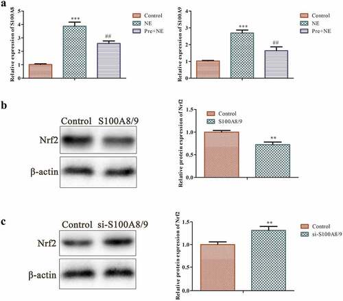 Figure 5. Effects of S100A8/9 on Nrf2 protein in fibroblasts. (a) Qrt-PCR analysis was performed to determine the expression of S100A8/9 using GAPDH as the housekeeping gene in the control, NE, and Pre + NE groups. (b and c) Western blot analysis of Nrf2 protein in basal fibroblasts, S100A8/9 overexpressing fibroblasts, and S100A8/9 silenced fibroblasts. The data indicate a significant increase in Nrf2 protein expression in S100A8/9 silenced fibroblasts compared to the control (***P < 0.001, ##P < 0.01 vs. control, *P < 0.01 vs. NE). All data presented are the mean±SD from three independent experiments.