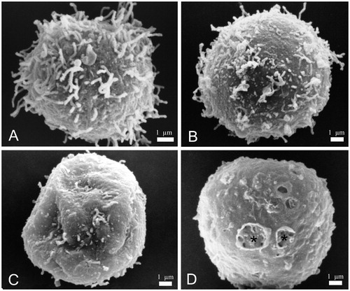 Figure 3. Scanning electron microscopy (SEM) images of P3X control cells and cells treated with 12.5 µg/mL yatein. (A) Control cells showed a regular round shape with characteristic filamentous extensions on the surface. (B–D) Treated cells revealed alterations in their shape (B), loss of the filamentous structures (C), and holes on the surface (D, stars). Bars: 1 µm.