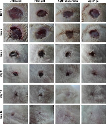 Figure 7 Digital photographs showing the healing progress of excision Staphylococcus aureus-infected wounds in rats.Abbreviation: AgNP, silver nanoparticle.