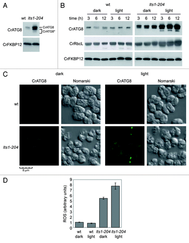 Figure 2. Constitutive autophagic activity in the lts1-204 mutant. (A) Induction and modification of CrATG8 in the lts1-204 mutant. Cells were grown in acetate medium (TAP) to 2 × 106 cells/ml (exponential phase) under dark conditions and soluble extracts were obtained as described in Materials and Methods. Fifteen micrograms of total extracts of Chlamydomonas cells were resolved by 15% SDS-PAGE followed by western blotting with anti-CrATG8 and anti-CrFKBP12 antibodies. The asterisk denotes modified forms of the CrATG8 protein. (B) CrATG8 modification upon dark-to-light transition. Chlamydomonas cells growing exponentially (1 × 106 cells/ml) in TAP under dark conditions were transferred to standard light illumination (20 µE) and samples were taken at different times for its analysis. Cells maintained in dark conditions were used as control. Cell-free extracts were resolved by SDS-PAGE and immunoblotted with anti-CrATG8 and anti-RbcL. Western blot analyses with anti-CrFKBP12 were used as loading controls. (C) Immunolocalization of CrATG8 in wild-type and lts1-204 Chlamydomonas cells. Cells growing exponentially in TAP medium without light were transferred to standard light for 6 h or maintained in dark conditions as a control. Cells were collected and processed for IF microscopy analysis. Scale bar, 8 µm. (D) ROS levels in wild-type and lts1-204 Chlamydomonas strains. Log phase cells growing in TAP medium in the dark were either transferred to standard light for 6 h or maintained in the dark. ROS production was determined as described in Materials and Methods. Values are the means of five independent determinations.