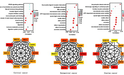 Figure 3. Differentially-expressed genes and signal pathways related to BTG4 in gynecological cancers. The genes differentially expressed in association with BTG4 were subjected to signal pathway analysis using KEGG (A). STRING was used to construct a protein-protein interaction network of genes differentially expressed in association with BTG4 in cancers, and Cytoscape was employed to identify the top 10 hub nodes ranked by the level of connectivity (B).