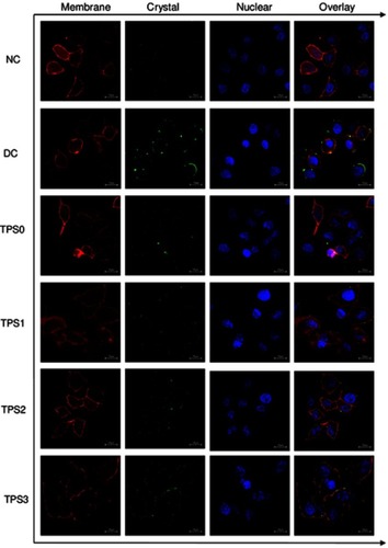 Figure 7 Nano-COM adhesion to HK-2 cells before and after TPS repair by confocal microscopy. Oxalate damage concentration: 2.8 mM; damage time: 3.5 h; polysaccharide concentration: 80 μg/mL; repair time: 10 h; COM concentration: 200 μg/mL; adherent time: 1 h.Abbreviations: COM, calcium oxalate monohydrate; DC, damaged control; HK-2, human kidney proximal tubular epithelial; NC, normal control; TPS, tea polysaccharide.