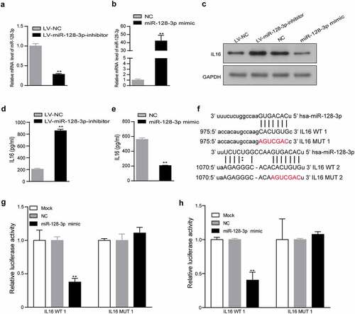 Figure 4. IL16 was a target of miR-128-3p. (a, b) The efficiency of miR-128-3p overexpression or knockdown was examined using RT–qPCR. The expression of IL16 was measured in miR-128-3p overexpression group, miR-128-3p-knockdown group and the corresponding control group by Western blotting (c) and ELISA (d, e). (f) Schematic diagram of the predicted binding sites between miR-128-3p and IL16 WT 1 or 2 and the mutated binding region of IL16 MUT 1 or 2. (g, h) The interaction between miR-128-3p and IL16 was verified by dual-luciferase reporter assay. *P < 0.05, **P < 0.01. GC, gastric cancer; WT, wild type; MUT, mutant; NC, negative control.