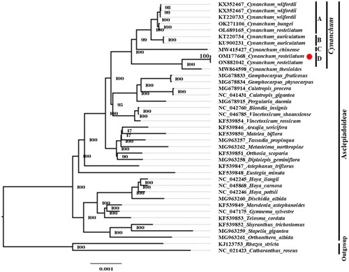 Figure 3. Phylogenetic analysis of C. rostellatum with allied species. A phylogenetic tree was constructed using the maximum-likelihood (ML) method with 1000 bootstrap replicates and 50 common protein-coding gene sequences from the plastome. The red dot represents the assembled plastome sequence in this study. The clades of species are represented with black lines. GenBank accession numbers are as follows: C. wilfordii KX352467, C. wilfordii KT220733 (Park et al. Citation2016), C. bungei OK271106, C. rostellatum OL689165 (Pei et al. Citation2022), C. auriculatum KT220734 (Jang et al. Citation2016), C. auriculatum KU900231, C. chinense MW415427 (Chen and Zhang Citation2022), C. rostellatum ON882042, C. thesioides MW864598, Gomphocarpus fruticosus MG678833 (Fishbein et al. Citation2018), G. physocarpus MG678834 (Fishbein et al. Citation2018), Calotropis procera MG678914, C. gigantea NC_041431 (Fishbein et al. Citation2018), Pergularia daemia MG678915 (Fishbein et al. Citation2018), Biondia insignis NC_042760 (Guan and Zhang Citation2019), Vincetoxicum shaanxiense NC_046785 (Rao et al. Citation2018), V. rossicum KF539854 (Straub et al. Citation2013), Araujia sericifera KF539846 (Straub et al. Citation2013), Matelea biflora KF539850 (Straub et al. Citation2013), Tassadia propinqua MG963257 (Fishbein et al. Citation2018), Metastelma northropiae MG963262 (Fishbein et al. Citation2018), Orthosia scoparia KF539851 (Straub et al. Citation2013), Diplolepis geminiflora MG963258 (Fishbein et al. Citation2018), Astephanus triflorus KF539847 (Straub et al. Citation2013), Eustegia minuta MG678914 (Straub et al. Citation2013), Hoya liangii NC_042245 (Tan et al. Citation2018), H. carnosa NC_045868 (Wei et al. Citation2020), H. pottsii NC_042246 (Tan et al. Citation2018), Dischidia albida MG963260 (Fishbein et al. Citation2018), Marsdenia astephanoides KF539849 (Straub et al. Citation2013), Gymnema sylvestre NC_047175, Telosma cordata KF539853 (Straub et al. Citation2013), Sisyranthus trichostomus KF539852 (Straub et al. Citation2013), Stapelia gigantea MG963259 (Fishbein et al. Citation2018), Orthanthera albida MG963261 (Fishbein et al. Citation2018), Rhazya stricta KJ123753, and Catharanthus roseus NC_021423 (Ku et al. Citation2013).