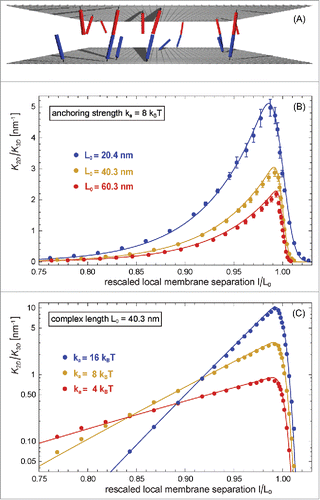Figure 2. (A) Snapshot from a MC simulation with parallel and planar membranes. (B) and (C) Ratio K2D/K3D of the binding constants of membrane-anchored and soluble receptors and ligands versus local membrane separation l for different anchoring strengths ka and complex lengths L0 of the receptors and ligands of our elastic-membrane model of biomembrane adhesion. The data points represent MC data, and the lines theoretical results based on Eqs. (Equation7(7) HRL(l, θa)≃kaθa2+12kRL(l/cosθa−L0)2(7) ) and (Equation8(8) K2D(l)=2πc2D∫0π/2e−HRL(l, θa)/kBTsinθadθa(8) ). The binding constant K3D of soluble variants of the receptors and ligand is determined by the binding potential of the receptors and ligands and does not depend on the complex length L0.
