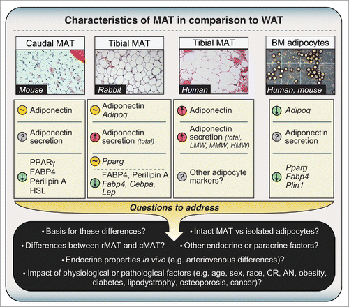 Figure 2. Characteristics of MAT in comparison to WAT. Expression or secretion of each factor, relative to WAT, is indicated as follows: greater than WAT, red circle with upward arrow; lower than WAT, green circle with downward arrow; similar to WAT, amber circle with ‘∼’; unknown, gray circle with ‘?’. Where differences refer to mRNA expression, official transcript names are used as follows: Adipoq, adiponectin; Pparg, PPARγ; Fabp4, FABP4; Cebpa, C/EBPα; Lep, leptin; Plin1, Perilipin A. All other differences refer to expression or secretion of proteins. Micrographs for caudal and tibial MAT are H&E-stained sections from mice, rabbits or humans, as indicated. The micrograph of isolated adipocytes is a phase-contrast image of adipocytes from femoral MAT, post-isolation, and is presented for schematic purposes only. Characteristics of caudal and tibial MAT are based on our previously published observations.Citation4 Characteristics of isolated BM adipocytes are based studies of MAT obtained from tibiae/femurs of mice or the iliac crest of humans.Citation36,46 These observations demonstrate that MAT expresses and secretes adiponectin, but many questions remain to be addressed. Abbreviations and other details are given in the main text.