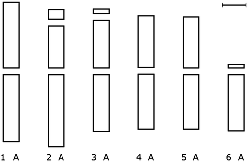 Figure 2. Ideogram of Nigella sativa, generated by IdeoKar after tracing two different metaphase images. Providing that IdeoKar is calibrated, a scale bar corresponding to 5 μm is placed on the ideogram.