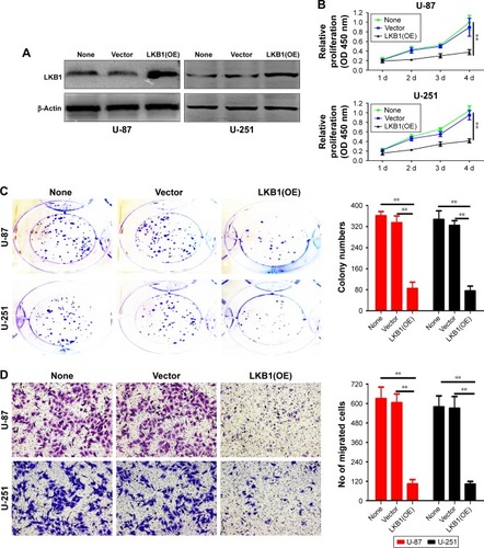 Figure 3 Upregulation of LKB1 suppresses glioma cell proliferation, migration, and invasion.Notes: (A) The overexpression efficiency against LKB1 was verified by Western blot in U-87 and U-251 cells. (B) Growth curves between none, vector, and LKB1(OE) by CCK-8 assay. The results are shown as the mean ± SD of at least three independent experiments. (C–E) Representative images (left panels) and histogram quantification (right panels) of the (C) colony formation assay, (D) Transwell migration, and (E) invasion assays with U-87 and U-251 cells. Statistical significance was assessed using one-way ANOVA followed by Dunnett’s tests for multiple comparisons. Scale bars: 50 µm. **P<0.01.Abbreviations: CCK-8, Cell Counting Kit-8; LKB1, liver kinase B1; OE, overexpression.