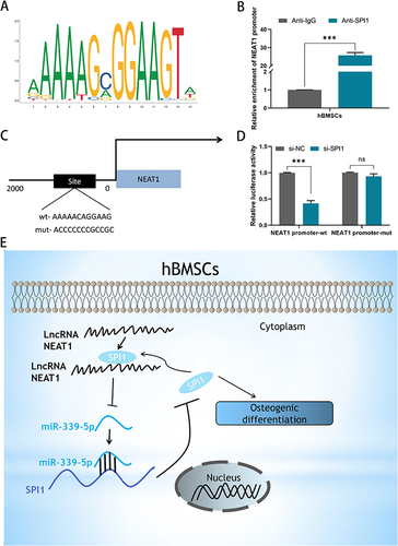 Figure 6 SPI1 formed a positive feedback loop with NEAT1/miR-339-5p/SPI1. (A) The binding motif of SPI1 was obtained from JASPAR; (B) The affinity of SPI1 in the promoter region of NEAT1 was assessed using ChIP assay; (C) Predicted binding sites of SPI1 in the promoter region NEAT1; (D) Luciferase reporter assay demonstrated the effect of SPI1 on the transcriptional activity of NEAT1; (E) Graphical summary of the NEAT1/miR-339-5p/SPI1 feedback loop in osteogenic differentiation. ns, no significance,***P < 0.001.