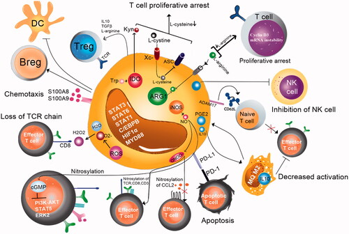 Figure 4. Different suppressive mechanisms mediated by MDSCs.