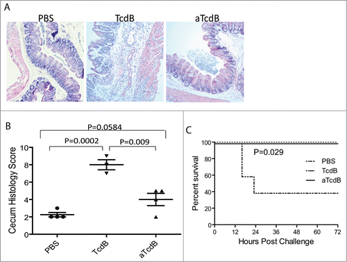 Figure 2. Disease induction of mice with cecum injection of wild type and mutant toxins. (A) Histology of cecum tissues from mice injected with PBS, TcdB, or aTcdB. (B) Histology scores of cecum tissue sections. P values between the groups were shown. (C) Survival curves of mice after toxin cecum injection. P < 0.05 between TcdB and PBS groups.