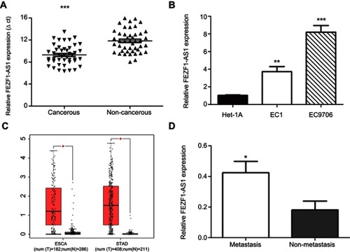 Figure 1 Expression level of lncRNA FEZF1-AS1. (A) The expression of lncRNA FEZF1-AS1 in ESCC tissues (n=45) was higher than the expression of paired adjacent noncancerous tissues; (B) The expression of FEZF1-AS1 was high ein ESCC cell lines compared to the normal esophageal epithelial cells (Het-1A); (C) FEZF1-AS1 was overexpressed in gastrointestinal tumors such as primary esophageal carcinoma (ESCA) and stomach adenocarcinoma (STAD); (D) Relative expression of FEZF1-AS1 was obviously increased in lymphatic metastasis patients compared to the patients without lymphatic metastasis. *P < 0.05, **P < 0.01, ***P < 0.001.Abbreviations: ESCA, esophageal carcinoma; STAD, stomach adenocarcinoma.