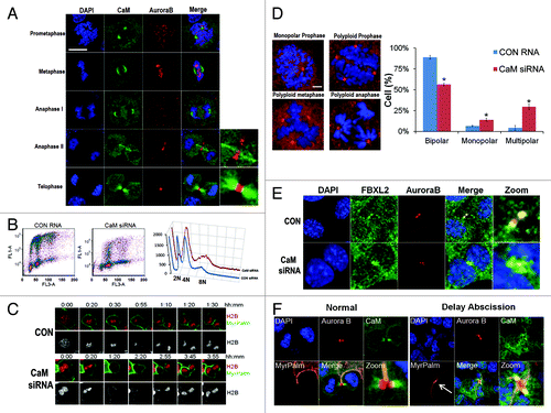 Figure 4. CaM regulates mitosis. (A) MLE cells (2 × 105) were plated on 35 mm glass bottom tissue culture dishes for 48 h, cells were then washed with PBS and fixed with 4% paraformaldehyde for 20 min. Cells were co-immunostained for CaM and Aurora B. Nuclei were counterstained using DAPI. Green: CaM, Red: Aurora B, Blue: DAPI. White scale bar indicates 10 μm. (B) MLE cells were transfected with either control (CON) RNA or CaM siRNA for 48 h, transfected cells were processed by BrdU uptake and 7-AAD staining followed by FACS cell cycle analysis. (C) Expression of CaM siRNA leads to furrow regression (see Citation3:45) and binucleate cell formation in MLE cells expressing H2B-mCherry and MyrPalm-mEGFP. (D) MLE cells were transfected with either control RNA or CaM siRNA for 48 h. Cells were then immunostained for γ-tubulin and counterstained with DAPI to visualize the nucleus. Specific chromosomal anomalies are presented in the far right panel. 150 cells were counted from experiments in (D) for abnormal centrosomal phenotypes and are presented graphically. *p < 0.05 vs. con. (E) MLE cells were transfected with either control RNA or CaM siRNA for 48 h. Cells were then washed with PBS and fixed with 4% paraformaldehyde for 20 min. Cells were co-immunostained for FBXL2 and Aurora B. Nuclei were counterstained using DAPI. Green: FBXL2, Red: Aurora B, Blue: DAPI. (F) MLE cells expressing MyrPalm-mEGFP as a plasma membrane marker were plated on 35 mm glass bottom tissue culture dishes for 48 h, cells were then washed with PBS and fixed with 4% paraformaldehyde for 20 min. Cells were co-immunostained for CaM and Aurora B. Nuclei were counterstained using DAPI. Green: CaM, Red: Aurora B, Blue: DAPI. White arrow indicates a stabilized intercellular canal.