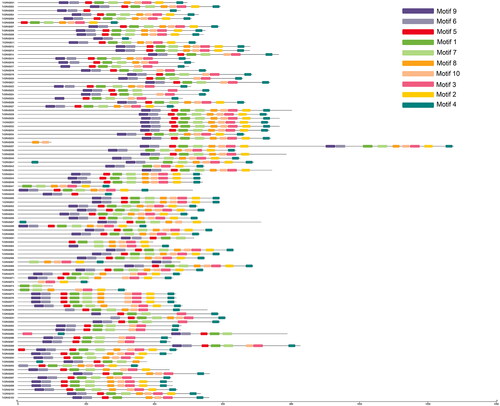 Figure 2. Distribution of conserved motifs in TrGRAS genes.Note: The conserved motifs in TrGRAS genes were identified and characterized using MEME software. Each colored box represents the putative motifs detected in the protein sequence.