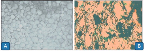 Figure 2. A photomicrograph of 5% gelatin stable foam (a) and curcumin-β-cyclodextrin-loaded gelatin sponge (b) at 100×s.