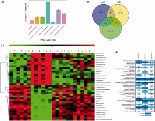 Figure 4. Analysis of the differentially expressed metabolites. (a) The classification of the 38 identified potential biomarkers in serum samples. (b) Venn diagram of all impacted variables (VIP > 2 and p < .05) in the comparisons of AMY and BUT with MOD. (c) Heat map of the differential abundance of metabolites in each group. Rows, samples; columns, metabolites. The degree of colour saturation indicates the metabolite expression value, with blue representing the lowest expression and red representing the highest expression. (d) p-Value heatmap of differential metabolites in serum of rats in each group. BUT: n-butanol extract; AMY: amygdalin extract; MOD: model group.
