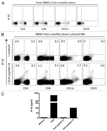 Figure 1. OCT4-specific IP-10 production in peripheral blood mononuclear cells from healthy subjects. (A) Freshly isolated peripheral blood mononuclear cells (PBMCs) were labeled for intracellular interferon γ (IFNγ)-inducible protein 10 (IP-10). (B and C) Alternatively, PBMCs were stimulated with an immunoreactive OCT4-derived peptide for 48 h, followed by the assessment of intracellular IP-10 by flow cytometry (B) or IP-10 secretion by ELISA (C). Non-stimulated PBMCs were included as a negative control. No brefeldin A was added to the culture, and a minimum of 1×105 cells was analyzed.