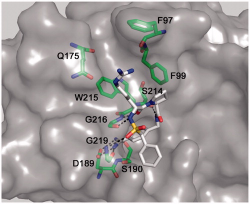 Figure 3. Modeled binding mode of BAPA (inhibitor 5) in matriptase. The coordinates of matriptase were taken from the pdb entry 2gv6. The protease is shown with its solvent-accessible transparent surface in gray. The inhibitor is displayed as stick model with carbon atoms in white, nitrogen in blue, oxygen in red, and sulfur in yellow. Selected residues of matriptase forming the S3/4 pocket (Trp215 at the bottom, Phe99 on the right, Gln175 on the left and Phe97 on the top), as well as residues involved in polar contacts to the inhibitor (Asp189, Ser190, Gly216, and Gly219) are labeled and shown as sticks with carbons in green. All colored figures were prepared using PyMOL v0.98 (DeLano Scientific, San Carlos, CA).