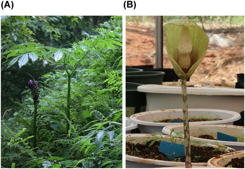 Figure 1. Morphological characteristics of the leaf, fruit (a), and flower (B) of Amorphophallus yunnanensis. The photos were taken by the author Yong Gao. Spadix of this species is much shorter than spathe, and the appendix is usually ovoid, conic, or triangular-ovoid.