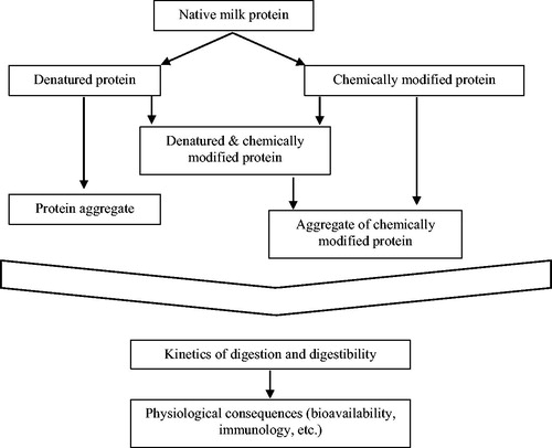 Figure 1. Schematic overview of the reactions that can occur to milk proteins upon heating and how the state of the protein may have physiological consequences through differences in digestion.