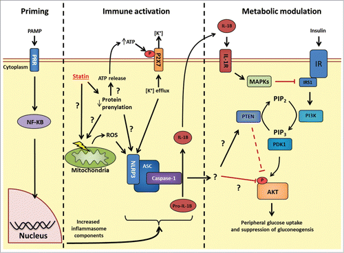 Figure 1. Possible mechanisms linking statin-induced NLRP3 inflammasome activation and insulin resistance. Priming: Following PRR stimulation, NF-κB stimulates transcriptional events that increase levels of the inflammasome (such as NLRP3) and inflammasome effectors (such as pro-IL-1β). Immune activation: HMGCR inhibition with statins causes pleotropic effects through decreased protein prenylation. Decrease in protein prenylation is a suspected cause for signals to promote increase NLRP3 inflammasome activity, but how these signals conspire to activate this inflammasome is not fully understood. Statins have been shown to cause mitochondrial membrane dysfunction, increase intracellular reactive oxygen species and also promote release of cellular ATP. Extracellular ATP can bind to the P2X7 receptor and promote potassium (K+) efflux, a key trigger for increased NLRP3 inflammasome activity. The identity of the prenylated protein(s) responsible for statin-induced inflammasome activation is not known. Following inflammasome activation, caspase-1 cleaves pro-IL-1β to biologically active IL-1β. Metabolic modulation: The connection between NLRP3 inflammasome activation and insulin signaling may occur through either IL-1β-mediated inflammation and activation MAPKs (JNK, ERK, p38) which inhibit insulin signaling at the level of receptor substrate-1 (IRS1); or through an unknown target of caspase-1 which may alter insulin signaling at the level of phosphatase and tensin homolog (PTEN) or another site such as AKT phosphorylation. PRR, pattern recognition receptor; NLRP, NOD-like receptor family, pyrin domain containing; HMGCR, HMG-CoA reductase; IL-1β, interleukin-1 β; P2 × 7, P2X purinoceptor 7; PI3K, Phosphoinositol-3-kinase; PIP2, phosphatidylinositol 4,5-bisphosphate; PIP3, phosphatidylinositol 3,4,5-trisphosphate; PDK1, phosphoinositide-dependent kinase-1; MAPK, Mitogen activated protein kinase; JNK, c-Jun N-terminal kinase; ERK, extracellular regulated mitogen-activated protein kinase; IR, insulin receptor.