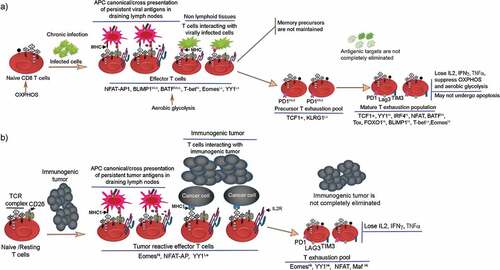 Figure 3. Transcription factors involved in regulating lineage differentiation of naïve CD8 T cells into effector and T cell exhaustion fates in chronic viral infections and immunogenic cancers. (a) Illustrates naïve CD8 T cells upon exposure to chronic viral infections initially differentiate into effector T cells, but with persistent antigen presence, effector T cells fail to activate terminal T effector program instead generate a PD1ModTCF1+ precursor T exhaustion population. This precursor population gives rise to mature pool of exhausted T cells that are hyporesponsive, undergo cytokine failure, and upregulate exhaustion specific markers. Exhausted T cells lose the capacity to eliminate chronic infections. (b) Illustrates the role of antigen-presenting cells especially tissue resident conventional dendritic cells in acquiring tumor antigens, processing and presenting to CD8 T cells. The reaction occurs in draining lymph nodes. The list of transcription factors involved in T cell exhaustion to tumors is provided