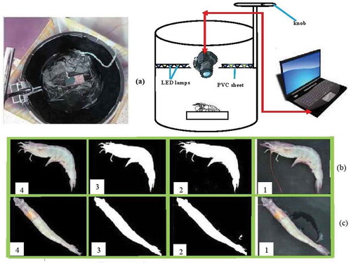 FIGURE 1 A: Lighting chamber for image capturing; B: shrimp side pictures; and C: shrimp top pictures.