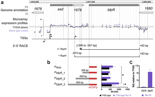 Figure 2. Transcriptional organization of the bfpR locus and its regulation by haemoglobin concentration. (a) genomic view of the bfpR locus, microarray expression profiles and putative transcription start sites (TSS) from Guérin et al. [Citation31]. Expression profiles (log2-expression signal) show the upregulation of bfpR in the presence of blood: bacterial colonies grown on TYES agar (TYESA) covered by 10% defibrinated horse blood (violet) or not (black). 3’-5’ RACE: schematic representation of 5’ and 3’ ends identified by circular 3’-5’ RACE experiments. Positions of the 5’ and 3’ ends are relative to the start and stop positions of bfpR CDS, respectively. (b) assessment of transcriptional initiation upstream of bfpR using transcriptional fusions. Promoter activity was measured using whole-cell fluorescence of F. psychrophilum cells carrying the reporter plasmid pCPGmr-Pless-mCh with various DNA fragments (Pless: empty plasmid; PbfpR_1: 306 bp, PbfpR_2: 609 bp, PbfpR_3: 950 bp). Bacterial colonies were grown on TYES agar supplemented with 1% haemoglobin (equivalent of 620 µm haem molecules) or not. Values represent the mean and standard deviation of three independent experiments. (*) indicates significant difference identified in a two-way ANOVA analysis (Bonferroni adjusted p-value < 0.05). (c) RT-qPCR measurement of bfpR expression. mRNA level was quantified using RNA extracted from cultures performed in TYES broth supplemented with 1% haemoglobin (Hb 1%) or not. Ct values of genes were normalized using the geomean of two reference genes (rpsA and frr). RQ: Relative quantification of mRNA was expressed as 2−∆∆Ct using TYES as reference sample. Values are the mean and standard deviation of three independent experiments.