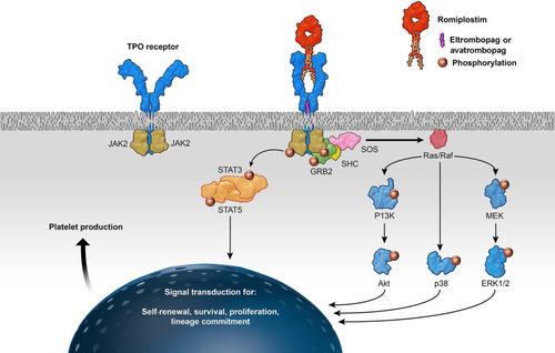 Figure 4 Cellular mechanism of action of thrombopoietin receptor agonists.Citation3 Binding of the ligand (TPO/TPO-RA) to the c-MPL receptor on the megakaryocyte causes conformational change in the receptor, resulting in downstream activation of the various signaling pathways, including JAK2/STAT5, PI3K/Akt, MEK/ERK, and p38, ultimately resulting in increased platelet production. Various pathways can be activated by the different substances. Romiplostim activates the extracellular domain of the TPO-R and eltrombopag and avatrombopag activate the transmembrane portion of the TPO-R.