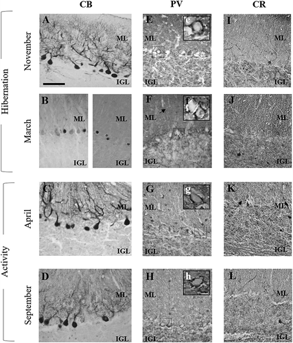 Figure 3. Calcium-binding proteins (CBPs) immunohistochemical labelling in cerebellar cortex cytoarchitecture.Calbindin. (a) Purkinje cells displayed strong reactivity, mainly localised in cytoplasm and main dendrites; fine branches are also immunopositive. Notably, the main proximal stem dendrite appears long, and destroyed in places. (b) A general drastic decrease in the immunoreactivity response is observed; in several convolution areas, only immunopositive Purkinje cell nuclei are distinguished. (c) Purkinje cell cytoplasm and dendrites (even the main branches) show strong immunolabelling and are sometimes still destroyed. (d) Primary dendrites and thin branches of immunolabelled Purkinje cell are identifiable; notably, the cytoplasm has strong positivity.Parvalbumin. (e) Immunonegative or weakly immunopositive Purkinje cell soma appears to be encircled by thickened nerve puncta and labelled axons (insert e). The molecular layer (ML) as well as the internal granular layer (IGL) are immunopositive. (f) Around Purkinje neurons a decreased immunolabelling is observed (insert f). Similarly, ML interneurons wholly lack immunoreactivity (thin arrow). (g, h) Regarding the Purkinje cells, the observed immunostaining pattern is similar to that observed in panel F, but with a progressive increase of thin labelled axons or nerve puncta encircling immunonegative soma (inserts g and h); in the ML interneurons are labelled. Calretinin. (i) Most of the Purkinje cells were wholly immunonegative. Dendrite branches, mainly ascribable to Golgi neurons, are detected in the lower ML. In the IGL, weakly labelled granule cells are observed; Golgi cells show immunoreactive cytoplasm (arrow). (j) All Purkinje cells lack immunoreactivity; in the IGL, between weakly labelled granule cells there are even labelled Golgi cells (arrow). (k) Immunopositive Purkinje cells (thin arrow) are shown in some cerebellar convolution regions. In the ML the presence of a few fine immunoreactive fibres is observed. In the IGL, labelled granule cells and Golgi neurons are identifiable. (l) Purkinje cells appear immunonegative. In the ML, thin fibres and dendrite branches (likely ascribable to Golgi cells) are identifiable. In the IGL, between immunopositive granules cells there are strongly immunostained Golgi cell somata. Scale bars: a–l = 100 µm; all inserts = 25 µm.