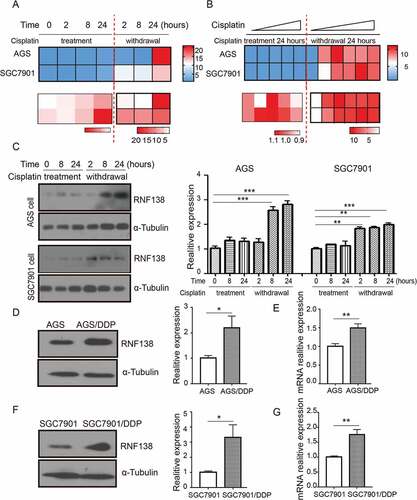 Figure 1. RNF138 is upregulated during acquiring cisplatin resistance in GC cells. (A and B) Cluster heatmap of RNF138 mRNA expression proﬁles were detected with real-time qPCR using 0.5 μg/ml in AGS and 0.25 μg/ml in SGC7901 cells for the indicated cisplatin treatment time (A) and detected with the indicated cisplatin doses for continuous 24 h treatment or 24h after replacement in AGS and SGC7901 GC cells (B). Cisplatin treatment represented as cisplatin continuous stress for indicated time. Withdrawal represented as cisplatin continuous stress for 24 hours, and then replaced to normal medium for indicated time. β-actin served as loading control. (C) The expression of RNF138 was determined in AGS and SGC7901 cells with indicated cisplatin treatment time by immunoblotting analysis. α-Tubulin was used as the loading control. (D and E) The expression of RNF138 was determined in AGS and AGS/DDP cell lines by immunoblotting analysis (D) and real-time qPCR analysis (E). α-Tubulin and β-actin were used as loading controls, respectively. (F and G) The expression of RNF138 was determined in SGC7901 and SGC7901/DDP cell lines by immunoblotting analysis (F) and real-time qPCR analysis (G). α-Tubulin and β-actin were used as loading controls, respectively. Graphs show the mean of three experiments, and error bars represent SD. Statistically significant differences are shown by *, P < 0.05; **, P < 0.01; ***, P < 0.001.