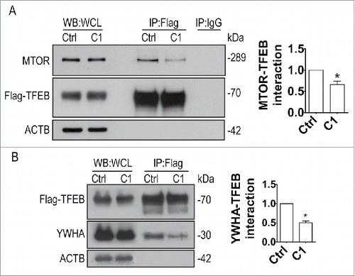 Figure 6. Curcumin analog C1 inhibits the MTOR-TFEB-YWHA interaction. HeLa cells stably expressing 3xFlag-TFEB were treated with C1 (1 μM) for 12 h. Endogenous MTOR (A) and YWHA (B) were coimmunoprecipitated with Flag-TFEB. The levels of immunoprecipitated MTOR and YWHA were normalized to their corresponding levels in whole cell lysates (WCL). Data are presented as the mean ± SD from 3 independent experiments. *, P< 0.05 vs. the control.