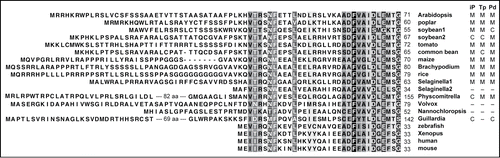 Figure 1. Comparison of the amino acid sequence of the N-terminal portion of poly(A) specific ribonucleases from various organisms. Highly conserved or relatively conserved amino acid residues are shaded in black and gray, respectively. The subcellular localization prediction results (M, mitochondria; C, plastids; –, other) from 3 prediction programs (iP, iPSORT; Tp, TargetP; Pd, Predotar) are summarized to the right of the species names. Accession numbers of PARN proteins: Arabidopsis, NP_175983.51; poplar, XP_002300380.2; soybean1, XP_003532241.1; soybean2, XP_003552994.1; tomato, XP_004244040.1; maize, NP_001169499.1; Brachypodium, XP_003581331.1; rice CAH66773.1; Selaginella1, XP_002969601.1; Selaginella2, XP_002987014.1; Physcomitrella, XP_001765586.1; Volvox, XP_002949475.1; Nannochloropsis, EWM30500.1; Guillardia, XP_005838739.1; zebrafish, AAQ97826.1; Xenopus, AAH73682.1; human, NP_002573.1; mouse, NP_083037.1.