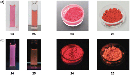 Figure 8. Photographs of the THF solutions (left) and solid in the air (right) of 24 and 25: (a) under room light; (b) under 365 nm UV light.