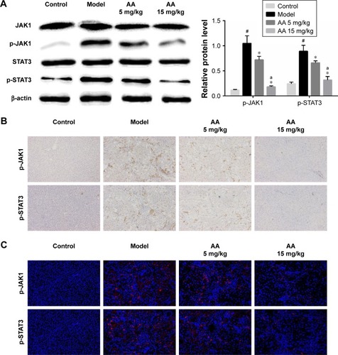 Figure 5 AA inhibits JAK1/STAT3 signaling pathway in CCl4-induced liver fibrosis.