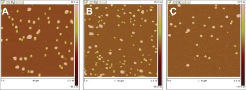 Figure 7 Morphologic observation of TAT-LHRH-chitosan/DNA complexes at different N/P ratios with an atomic force microscope; (A) (N/P) 2:1, (B) 4:1, (C) 10:1.Abbreviations: N/P, free molar ratio of NH2/PO4; TAT-LHRH, transactivator of transcription – luteinizing hormone-releasing hormone.