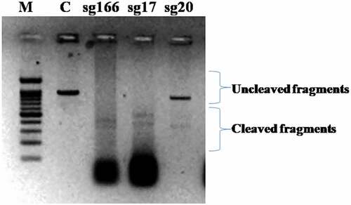 Figure 3. in vitro cleavage assay gel picture.