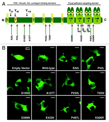 Figure 1. (A) Diagram showing the structure of PXN and the position of mutations found in NSCLC patient samples. (B) Confocal images of HEK-293 cells transiently transfected with GFP tagged plasmid DNA containing various mutants of PXN. The panel represents photographs taken at a single time point of empty vector, wild-type, and each mutant.