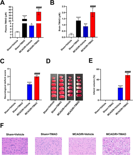 Figure 1 TMAO aggravated neuronal injury in the brain of MCAO/R mice. (A) Plasma TMAO levels were measured by HPLC/MS (n=6). (B) Brain TMAO levels were measured by HPLC/MS (n=6). (C) Neurological deficit scores evaluated 24 h after reperfusion in C57BL/6J mice after MCAO/R injury (n=18). (D) The infarct volume assessed 24 h after reperfusion in C57BL/6J mice after MCAO/R injury by TTC staining (n=6). (E) Infarction volume as a percentage of the Sham value (n=6). (F) Representative images of ischemic brain tissue with hematoxylin and eosin staining (n=6). Scale bar, 20 µm. Magnification of the microphotograph, × 400. Results were shown as mean ± SD. *P <0.05, ***P <0.001, ****P <0.0001 versus the Sham+Vehicle group; ####P <0.0001 versus the MCAO/R+Vehicle group.