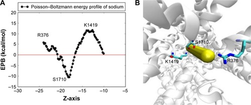 Figure 5 The electrostatic Poisson–Boltzmann solvation energy profile of one sodium ion pushed through the two SFs. The calculation adopts a 1D rigid potential scan where sodium is allowed to be pushed slowly toward the central cavity of the channel in consecutive steps of 0.2 Å each in the Z-direction. Protein conformation is fixed and the selected conformation was chosen such that the sodium ion experiences minimal steric clashes. (A) The 2D plot of the scan where a deep minima appears to exist at the region between the two SFs, close to S1710, and two maxima appears to exist close to R376 and K1419. (B) The locations of these residues relative to the sodium direction are represented as closely overlapping vdW spheres.