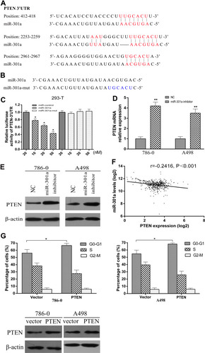 Figure 3 miR-301a directly targets PTEN and downregulates PTEN expression in RCC. (A) Schematic of miR-301a putative target sites in the 3ʹ-UTR of PTEN. (B) Sequence of miR-301a-mut. (C) Luciferase assay of pGL3-PTEN-3ʹ-UTR reporter cotransfected with increasing amounts (10, 20, and 50 nM) of miR-301a mimic and mutant oligonucleotides in 293-T cells. (D) qRT-PCR analysis of the mRNA levels of PTEN in response to deregulated miR-301a expression in the indicated cells. (E) Western blotting of PTEN expression in the indicated cells. β-actin was used as the internal control. (F) Correlation between miR-301a and PTEN mRNA expression in ccRCC (TCGA, n=501). (G) The effect of restoring the ORF (without the 3ʹ-UTR) of PTEN on the proportions of the indicated cells in distinct cell cycle phases as determined by FACS, and the corresponding change of PTEN protein by Western blotting. The results are presented as the mean±SD. *P≤0.05; **P≤0.01.