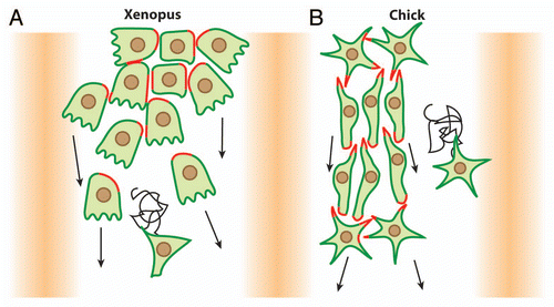Figure 2 Migration of cephalic NC cells in Xenopus and chick embryos. (A) In Xenopus, NC cell migration start as a loose cell sheet (top part) and progressively turns into a cell streaming composed of mesenchymal cells (bottom part). (B) In chick, NC cells migrate as mesenchymal cells and form chains. In both models cells are polarized by interactions with other NC cells (red) and maintained as a dense group by the presence of inhibitors defining the borders of the NC routes (shades of orange). High cell density leads to directional movement while isolated cells exhibit poor directionality (sinuous path).