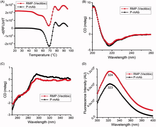 Figure 4. Comparative analysis of higher-order structure of P-mAb and RMP: (A) DSF analysis for Tm determination (derivatized fluorescence data), (B) Far-UV CD spectra, (C) Near-UV CD spectra, and (D) Intrinsic fluorescence spectra of RMP (red) and P-mAb (black).